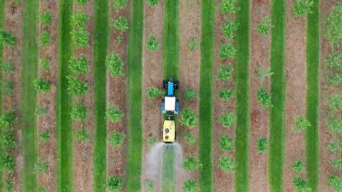 Farming tractor spraying on apple fruit garden with sprayer, herbicides and pesticides. Spraying chemical insecticide or fertilizers to blooming orchard trees, agricultural works. Aerial view top