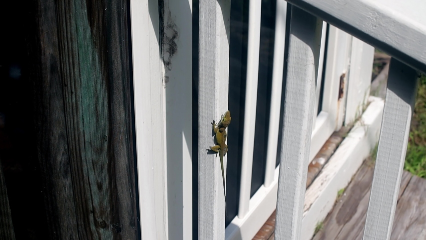 Small green gecko lizard crawls around a house in North Carolina