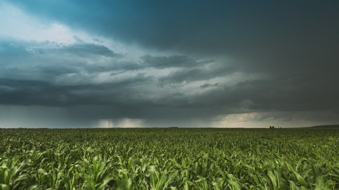 Rainy Sky With Rain Clouds On Horizon Above Rural Landscape Maize Field. Young Green Corn Plantation. Agricultural And Weather Forecast Concept. Time Lapse. 4K. Cornfield.