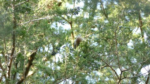 Solo cedar waxwing bird feeds off of little blue colored berries from a cedar tree