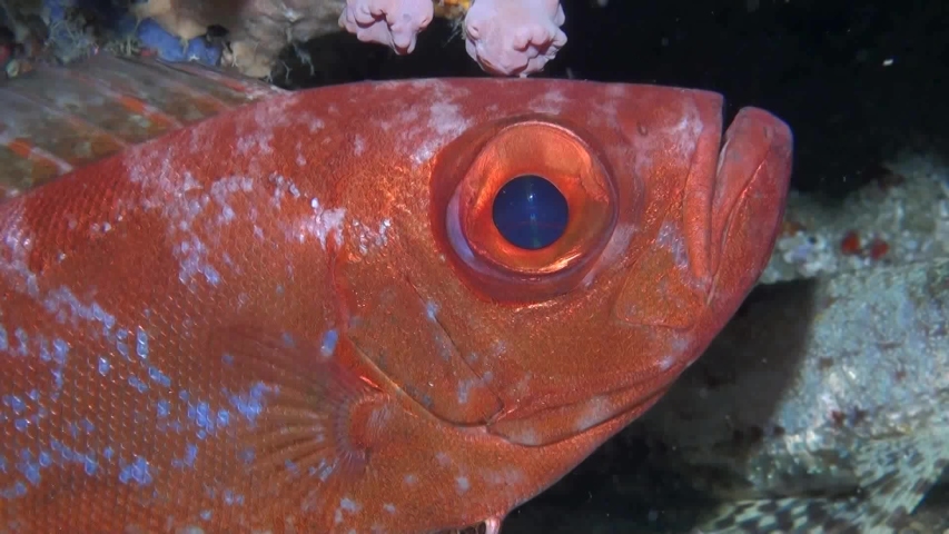 
Blotched Bigeye (Heteropriacanthus carolinus) - Close Up