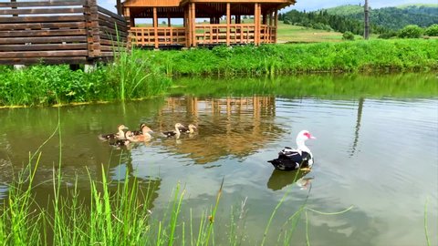 Ducklings and duck swim in little pond in summer over green mountains background Close up 