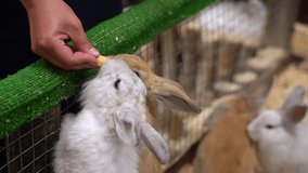 Closeup view of cute brown and white rabbits. Kid feeding animals with carrot. Real time full hd video footage.