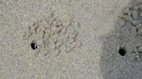 Crab was molding a large amount of sand into balls, top view of sand and crab's hole on beach ,Spherical sand Caused by digging holes of crab, Beachside ecology in daylight, 4K UHD. Video Clip