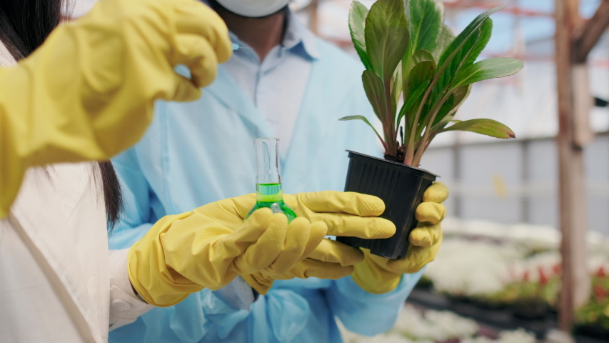 Closeup. Biochemistry or Biological Research with Plants. Modern Method of Modified Growing. Genetic Modified. Pharmacist Inject Liquid in Plant with Syringe. Sterile Antibacterial Expertise. Royalty-Free Stock Footage #1057545532
