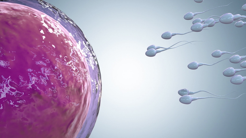 3d rendering sperm fertilize with ovum 4k footage Royalty-Free Stock Footage #1057545703
