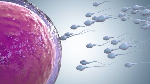 3d rendering sperm fertilize with ovum 4k footage