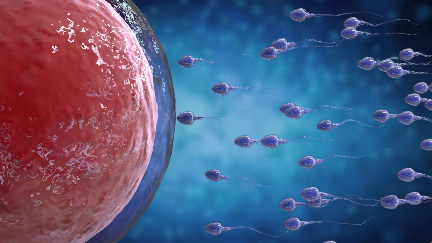 3d rendering sperm fertilize with ovum 4k footage