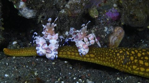 A couple of Harlequin shrimps - Hymenocera picta (feeding on a starfish). 4k underwater macro video. Tulamben, Bali, Indonesia.