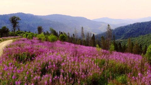 Blooming meadow on a background of blue mountains. Field with flowers and flowering plants on the hill. Incredible view nature. Landscape of summer forest Flowering Chamerion angustifolium Aerial view