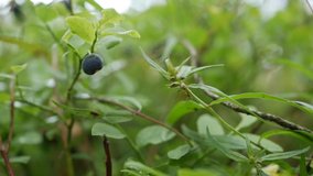 Wild organic blueberries in forest. Close-up of blueberry plant ready to harvest. Raw and organic superfood ingredients for healthy food. Seasonal harvest of organic berry. Collection time
