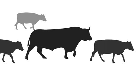 Silhouettes of bulls and cows walking on the white background, animation