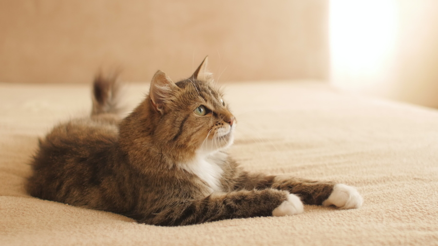 cute curious playful cat lying on bed on blanket indoors, fluffy Siberian cat life, concept of home animals