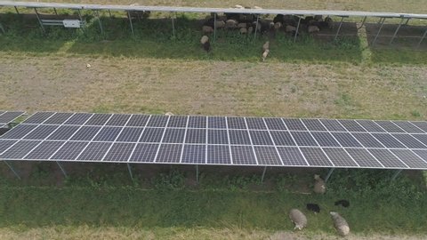Herd of sheep grazing at the territory of solar power panels plant