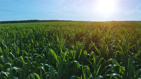 Aerial drone 4K footage of a large corn field in summer.