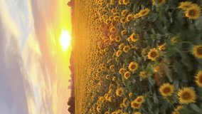 Vertical Video: beautiful sunset over sunflower field, aerial view