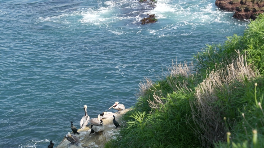Brown pelicans with throat pouch and double-crested cormorants after fishing, rock in La Jolla Cove. Sea bird with large beak on cliff over pacific ocean in natural habitat, San Diego, California USA.