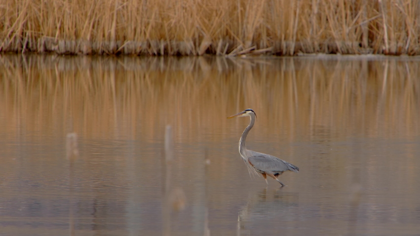 A Blue Heron is seen diving into the water to catch food.