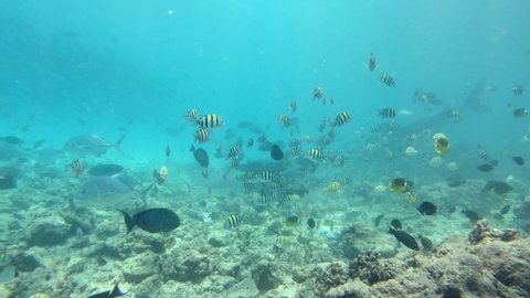 Tiger Shark Tiger Zoo Fuvahmulah Maldives Stock Footage Video (100% ...