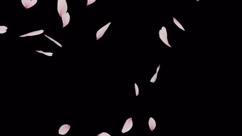 Falling Cherry Blossom Realistic Petals 2 clip.3D rendering.This clip have fall start to end and seamless loop and alpha matte you can place on footage or background easier to change color.