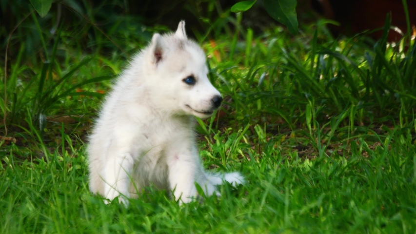 Small Siberian husky puppy dog on green grass, looking at camera.
 Royalty-Free Stock Footage #1057571047