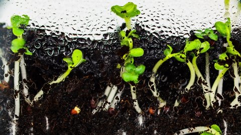 Seed germination from soil timelapse side view. Small shoots of plant take root and come out of ground. Home greenhouse for sprouting organic greens. Seedlings of microgreen germinate behind glass.
