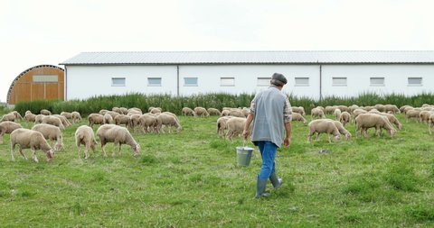 Rear of Caucasian senior male farmer holding bucket and walking in green field where sheep grazing. Old man worker at cattles going to feed animals. Outdoor. Back view.