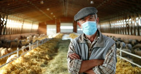 Portrait of old Caucasian gray-haired man in medical mask standing in stable with sheep and looking at camera. Senior worker, male farmer at sheep farm. Barn with cattles during coronavirus pandemic.