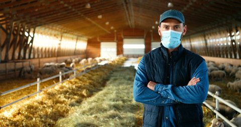 Portrait of Caucasian happy man in medical mask standing in stable with sheep, crossing hands and looking at camera. Handsome male farmer at sheep farm. Barn with cattles during coronavirus pandemic.