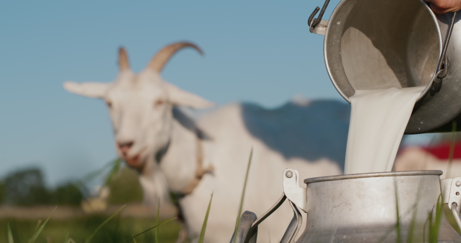 Farmer pours goat's milk into can, goat grazes in the background | Shutterstock HD Video #1057573966