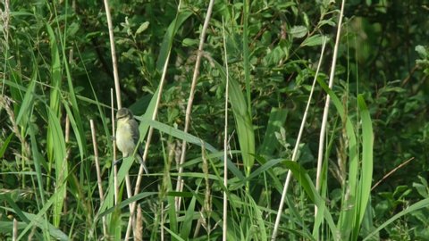 Willow Warbler ,Phylloscopus trochilus, climbing on reed.
