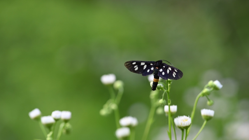 The nine-spotted moth or yellow belted burnet (Amata phegea, formerly Syntomis phegea) sitting on white meadow flowers in summer. Natural background with copy space.