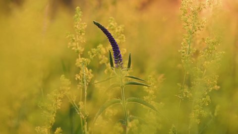 Veronica longifolia or longleaf speedwell with yellow galium verum flowers on the background. Wild flowers in the summer meadow. Yellow natural flower background. Video footage static camera, 4K.