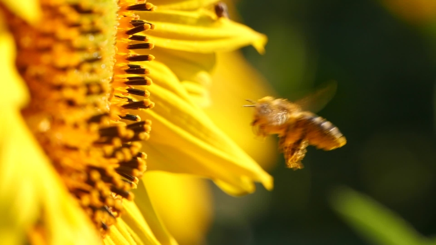 Flying honey bee covered with pollen collecting nectar from yellow sunflower close up. Macro footage of bee covered with pollen pollinating flower. Royalty-Free Stock Footage #1057577371