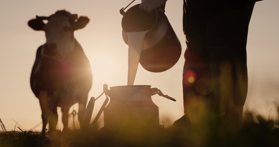 Farmer pours milk into can at sunset, in the background of a meadow with a cow Royalty-Free Stock Footage #1057577524