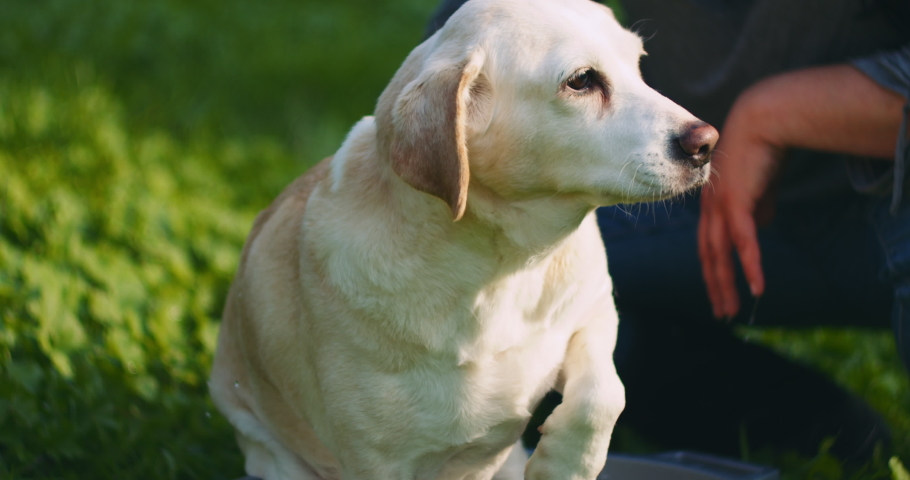 Adorable white Beagle-Labrador mix dog being pet by its owner while taking bath in the park, outdoors, on a sunny day. SLOW MOTION, SHALLOW DOF, BMPCC 4K
