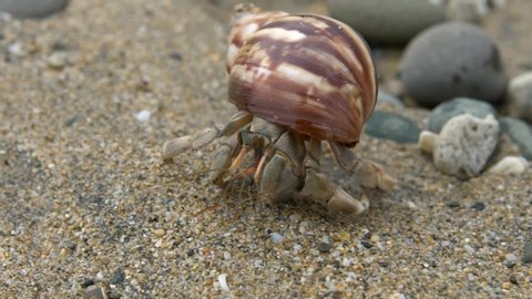 Slowmotion of cute hermit crab carry beautiful shell through marine rocks in tropical beach island of Taiwan. Decapod crustacean of the superfamily Paguroidea use empty shell as mobile safety home-Dan