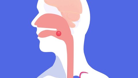 3d animation of the journey of a food through the human digestive system, from the mouth to the intestines. With flat colors and volume, silhouette on a blue background.