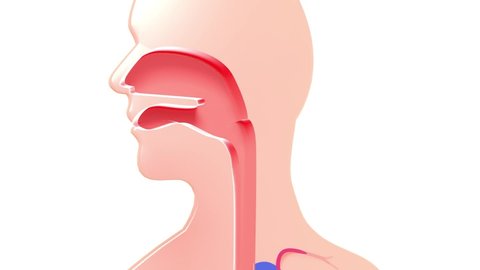 Schematic 3d animation of the course of digestion in the human digestive system. From the mouth to the intestines, through the esophagus and stomach.