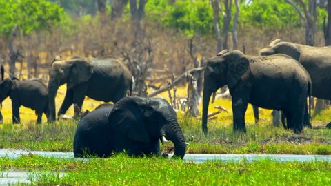 Kruger National Park \ South Africa         footage of elephants in Kruger national park Africa  , taken by handheld camera
