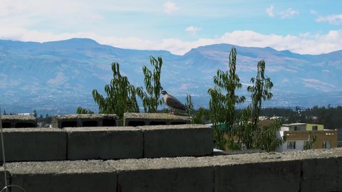 Beautiful pigeon on top of a house en 4k.
