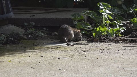 A rat looking for food on a sidewalk.