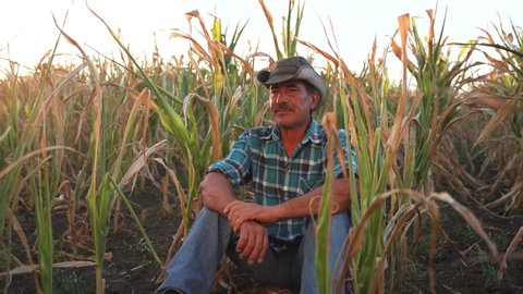 front view of an old farmer sitting down in the cornfield, sad farmer, corn crops damaged by dry climate