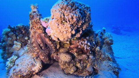 Tropical Octopus Underwater. Red octopus (Octopus cyanea) and  lionfish (Pterois miles). Underwater fish reef marine. Tropical colorful underwater seascape. Reef coral scene. Coral garden seascape.