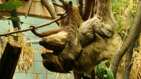 A sloth is climbing around upside down on branches, and mother and baby are hanging . The sloth climbs over the mother and baby, 