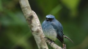 4K Nature wildlife footage of beautiful bird Stock video Indigo Flycatcher (Eumyias indigo) in Sabah, Borneo