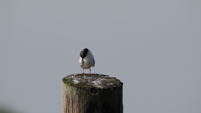 Juvenile Forster