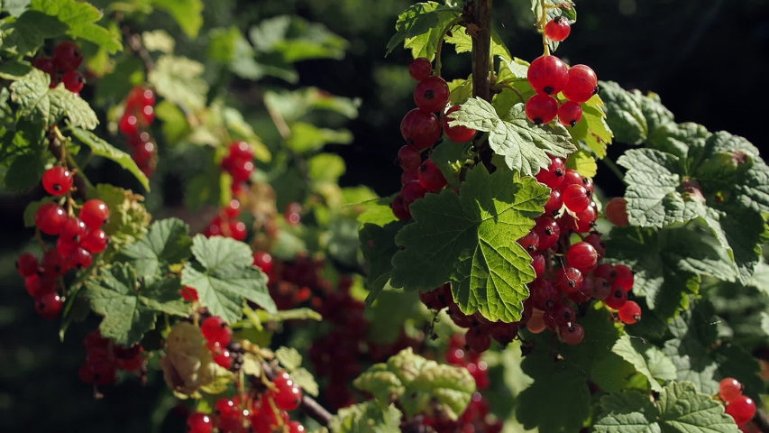 Fresh currant red berries in the garden. Red currants. Juicy ripe berries of a red currant on a bush. Garden berries background | Shutterstock HD Video #1057597000