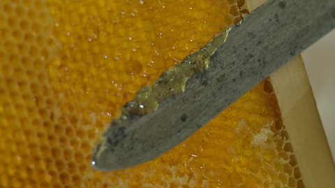 The beekeeper holds a honey frame with bees in hands. cutting the honeycomb. Honey dripping from honey comb. eco natural food. 