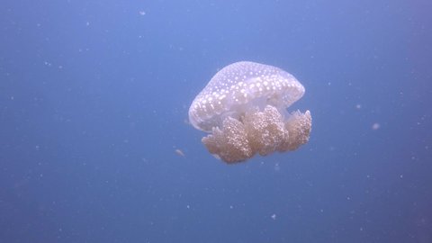 Jellyfish filmed underwater with a gopro hero 7 black in the tropical waters of the gulf of Thailand at Red Rock divesite near Koh Tao